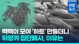 [영상] 아픈 고래 곁 의리로 지키다가? 호주 돌고래 떼죽음 미스터리
