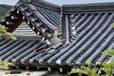 문화재청, 호우 피해 입은 김정선생묘소일원 응급조치 실시