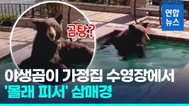 [영상] 땡볕에 가정집 수영장서 몰래 피서 즐긴 야생곰 시원하다