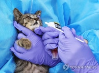 고양이 AI 잇단 확진