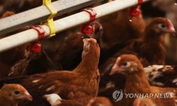 돼지·닭 폭염에 취약…폭염 특약 가입 필요