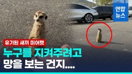 [영상] 길바닥에 버려지고도 보초 서는 홍성 미어캣에 눈시울