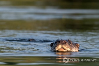 포항에 나타난 천연기념물 수달