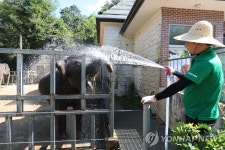 무더위 날리는 찬물 샤워