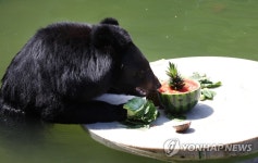 곰의 여름나기