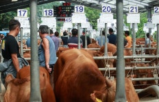 [르포] 스마트폰으로 솟값 경매…폭염 속 원주 한우 경매시장 후끈