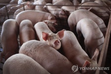 동물복지 강화의 연쇄효과…미국 삼겹살 도매가 3배 급등
