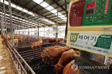 폭염 이겨내는 한우