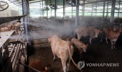 무리소테크노 | 대형선풍기와 에어포그로 열기 식히는 축사