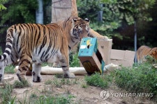 서울대공원서 시베리아호랑이 또 폐사…원인 파악 중