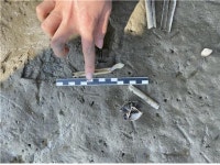 새만금 수라갯벌 조개 폐사…잼버리 위해 수위 낮춘 탓