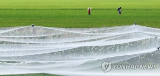 들녘에 이는 파도