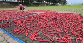 하천 둔치에서 고추 말리는 주민