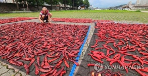 하천 둔치에서 고추 말리는 주민