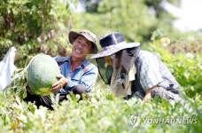 광주 무등산 수박 본격 출하
