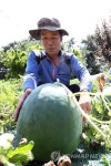 광주 무등산 수박 본격 출하
