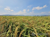 벼가 익어가는 가을 들녘