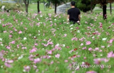 가을 길목 처서…활짝 핀 코스모스