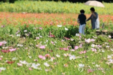 가을 꽃밭 산책