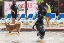 가을에도 반려견과 물놀이…롯데워터파크 댕댕 워터파크