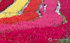 철원 고석정 꽃밭은 벌써 가을