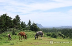 풀 뜯는 말