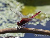 가을의 문턱...고추잠자리