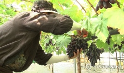 예산서 블랙사파이어 포도 첫 수확