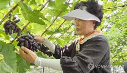 [픽! 예산] 고당도 블랙사파이어 포도 충남 예산서 첫 수확