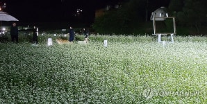 소금을 뿌린 듯한 달빛 아래 메밀꽃밭