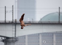 레드불 서울다이브
