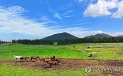 목축 문화 보존한다 제주도, 중산간 공동목장 살리기 나서