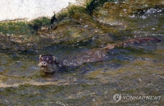 강릉 도심지 하천에 나타난 수달