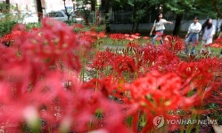 대전 가오근린공원에 꽃무릇 100만 송이 만개