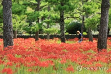 꽃무릇 활짝 핀 제주 한림공원