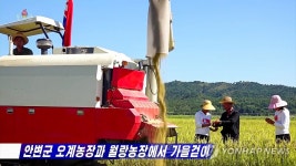 태풍 피해 입었던 북한 오계농장과 월랑농장 벼수확 한창