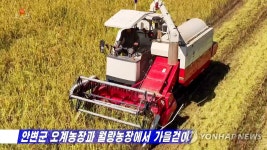 태풍 피해 입었던 북한 오계농장과 월랑농장 벼수확 한창