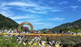 파란 하늘과 가을꽃의 향연