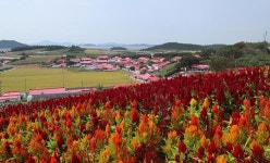 신안 병풍도, 1억만송이 맨드라미 붉게 물든다