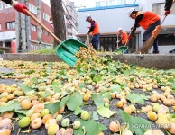 가을 불청객 은행나무 알고 보면 귀한 몸
