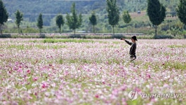 임실군 운암면에 활짝 핀 코스모스