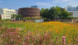 가을꽃 새단장한 열린송현녹지광장…도심 속 정원으로 초대