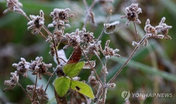꽃에 핀 첫서리
