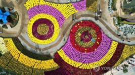 만개한 인제 가을꽃 축제장