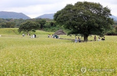 제주는 메밀꽃 필 무렵