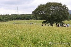 하얀 메밀꽃밭 사이로