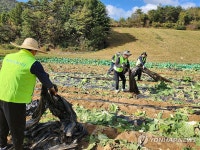 농협 상호금융자산운용본부, 대관령 배추 농가서 일손 돕기