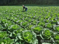 김장철 물가 비상…절임 배추 20㎏ 한 박스 5만원대로