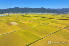 황금빛 들녘