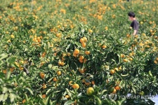 서귀포 감귤박물관서 내달 귤림추색 감귤아트전